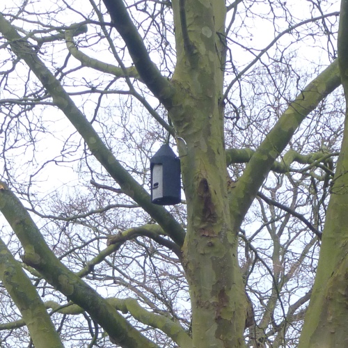Ecology surveys | Bat survey company