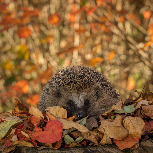 Wildlife Friendly Housing Development