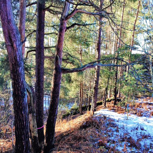 Arboriculture works for Whitbread at Aviemore James Blake Associates