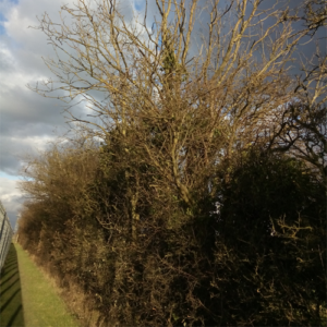 Dead ash trees alongside public footpath