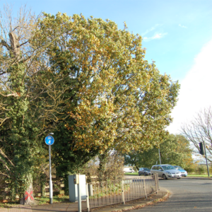 Dead horse chestnut at the entrance to Newmarket Road Park and Ride, now felled