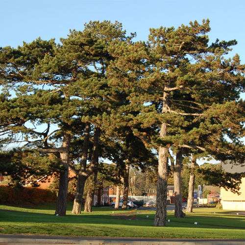 JBA Arboriculture