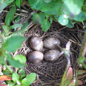Skylark nest (Alauda arvensis)