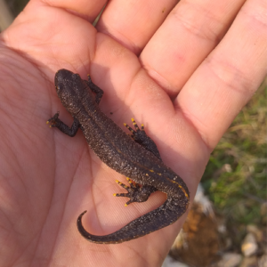female GCN, Great Crested Newt (Triturus cristatus)